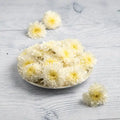 Chrysanthemum White Flower