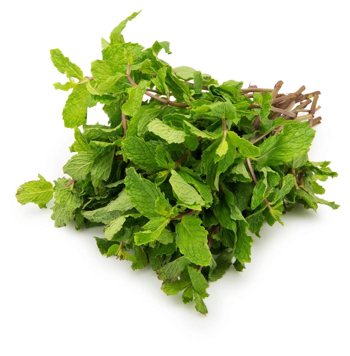 Pudina
