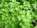 Kothimera (Coriander )