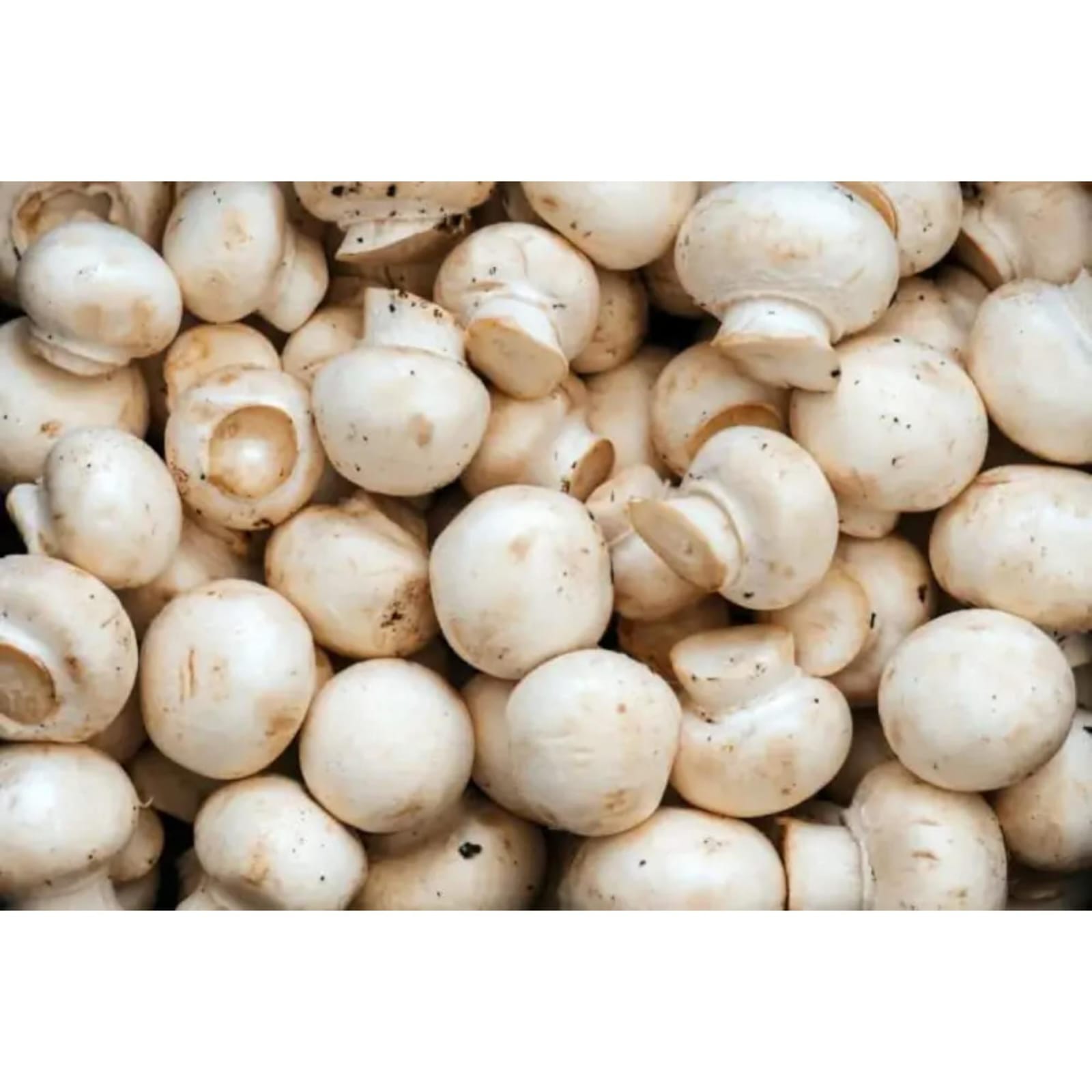 Button Mushroom