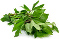 Gongura
