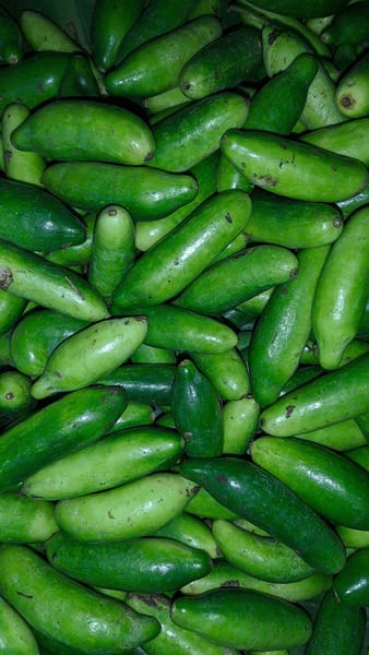 Dondakaya