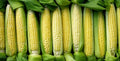 Sweet Corn
