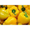 Capsicum Yellow