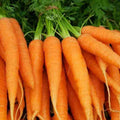 Carrot
