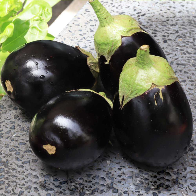 Brinjal Black