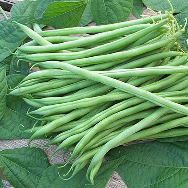 Beans